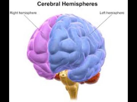 Люди левого полушания и люди правого полушария